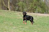 DOBERMANN 291